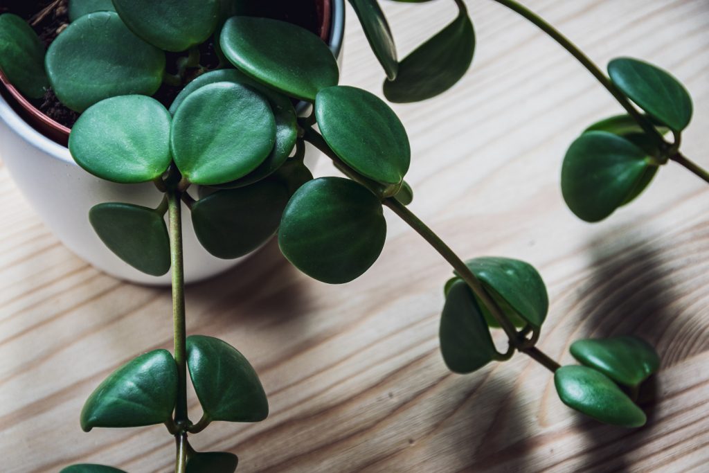 Peperomia Hoffnung