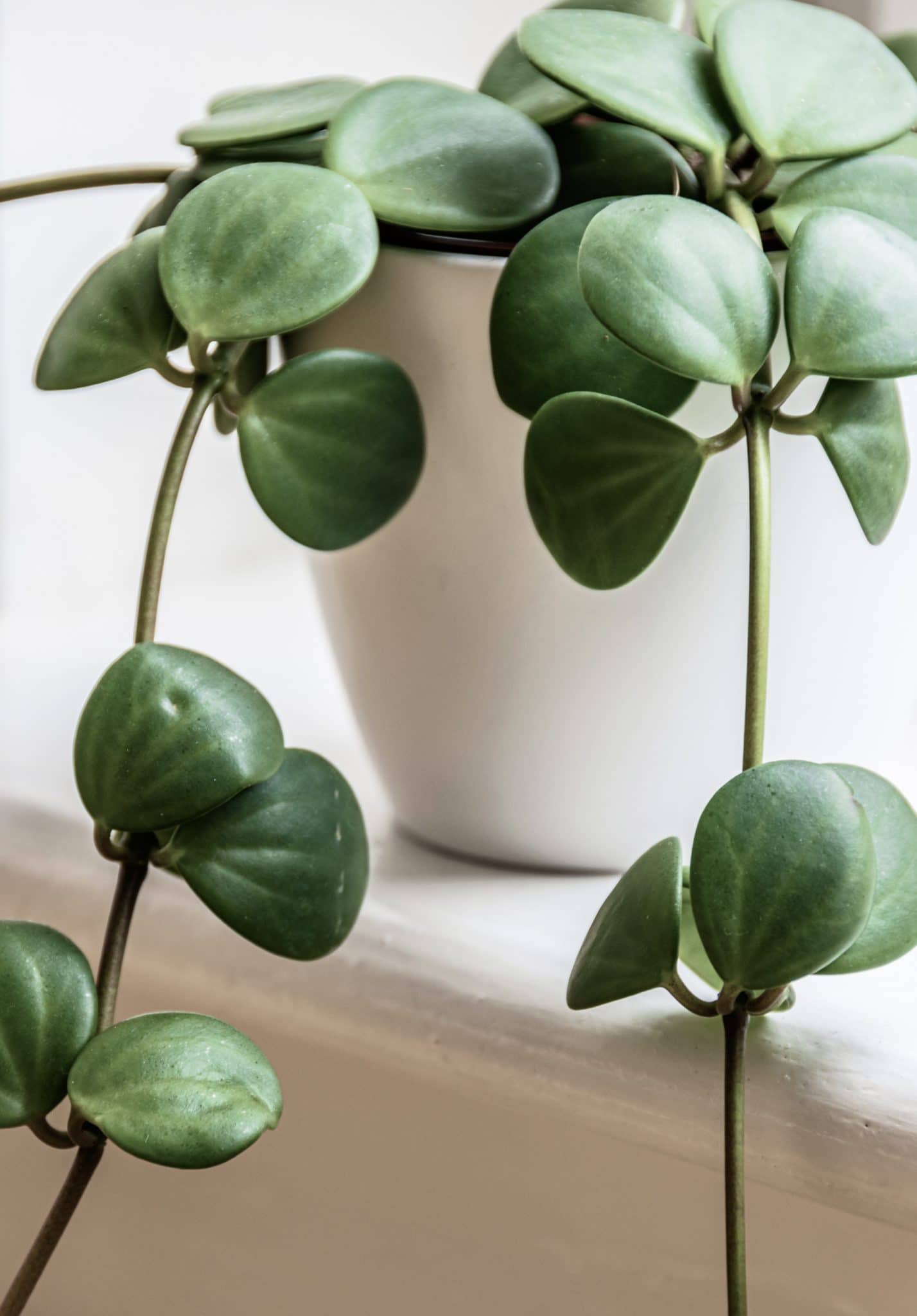 Stecklinge von Peperomia hope