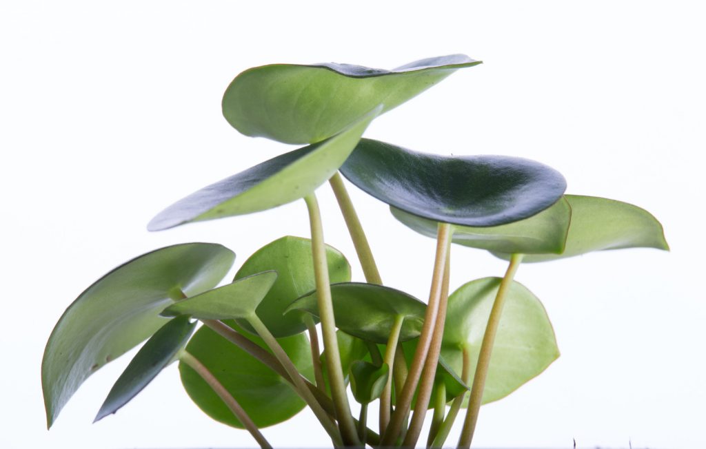 Peperomia polybotrya Regentropfen