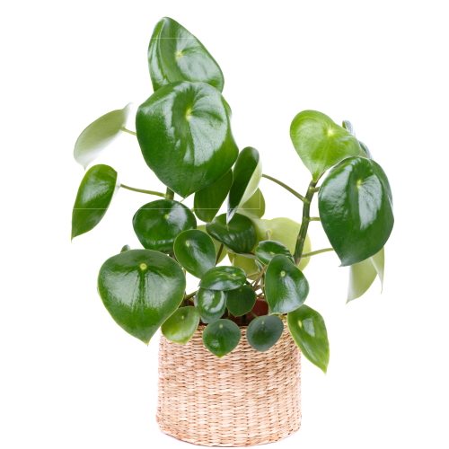 Peperomia Raindrop