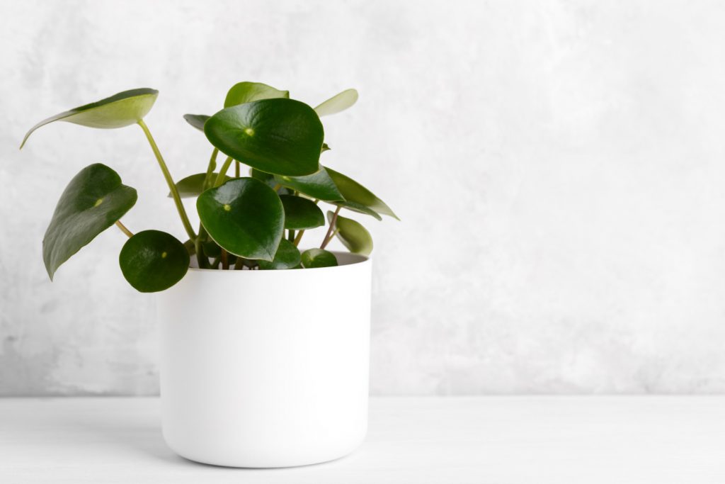 Peperomia Raindrop