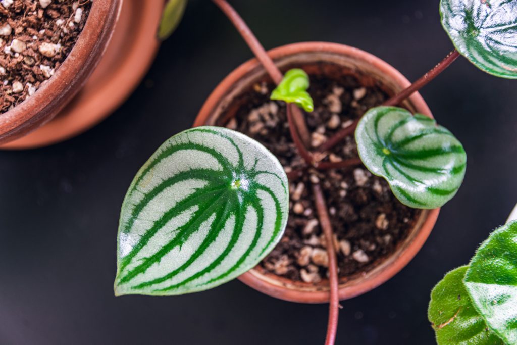 Peperomia vermehren