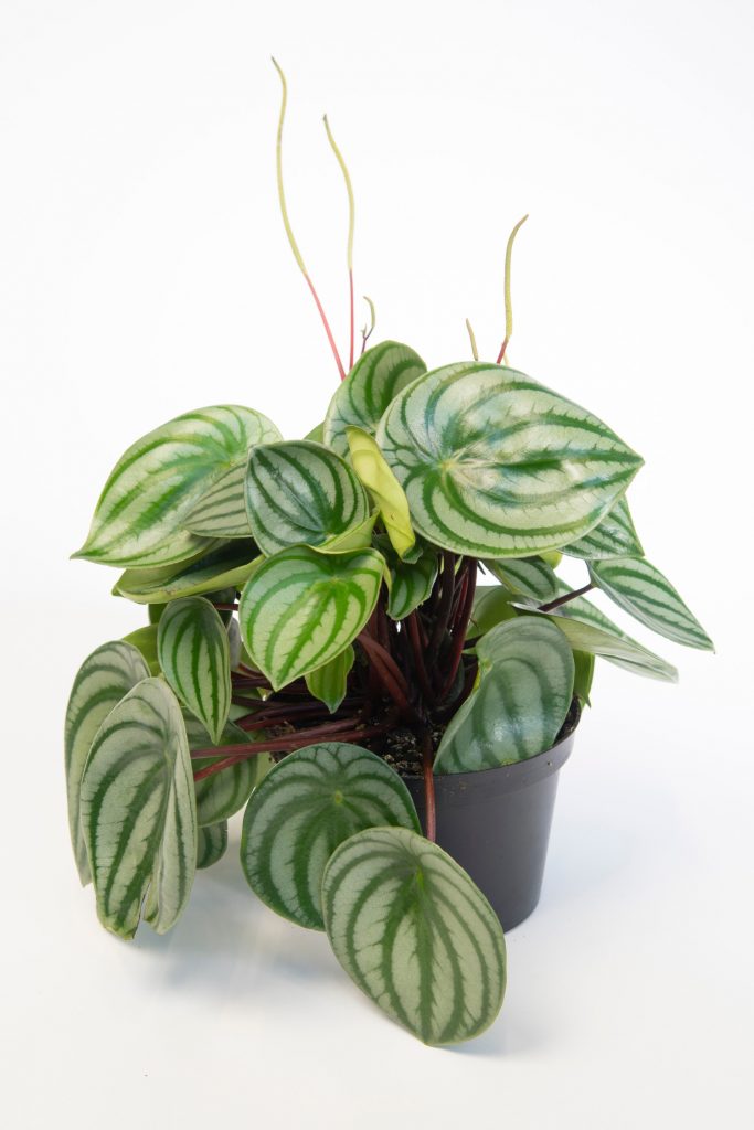 Peperomia-Wassermelone in voller Blüte