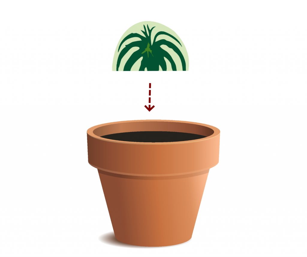 Peperomia-Wassermelonen-Stecklinge Schritt 2