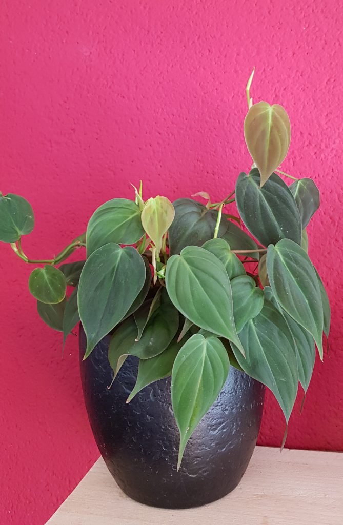 Philodendron hederaceum