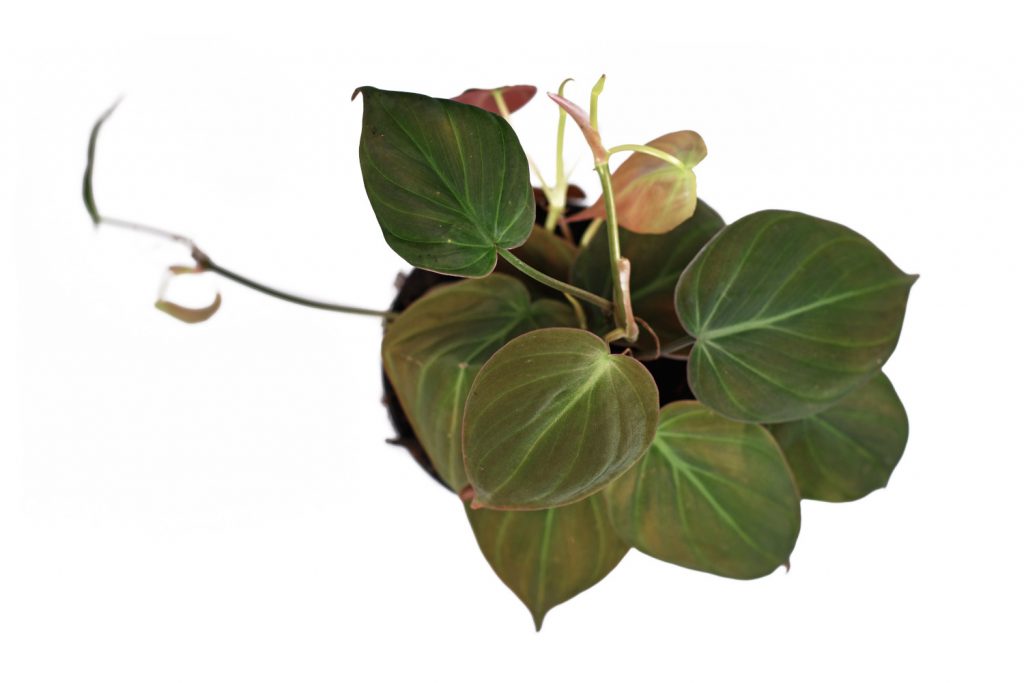 Philodendron micans