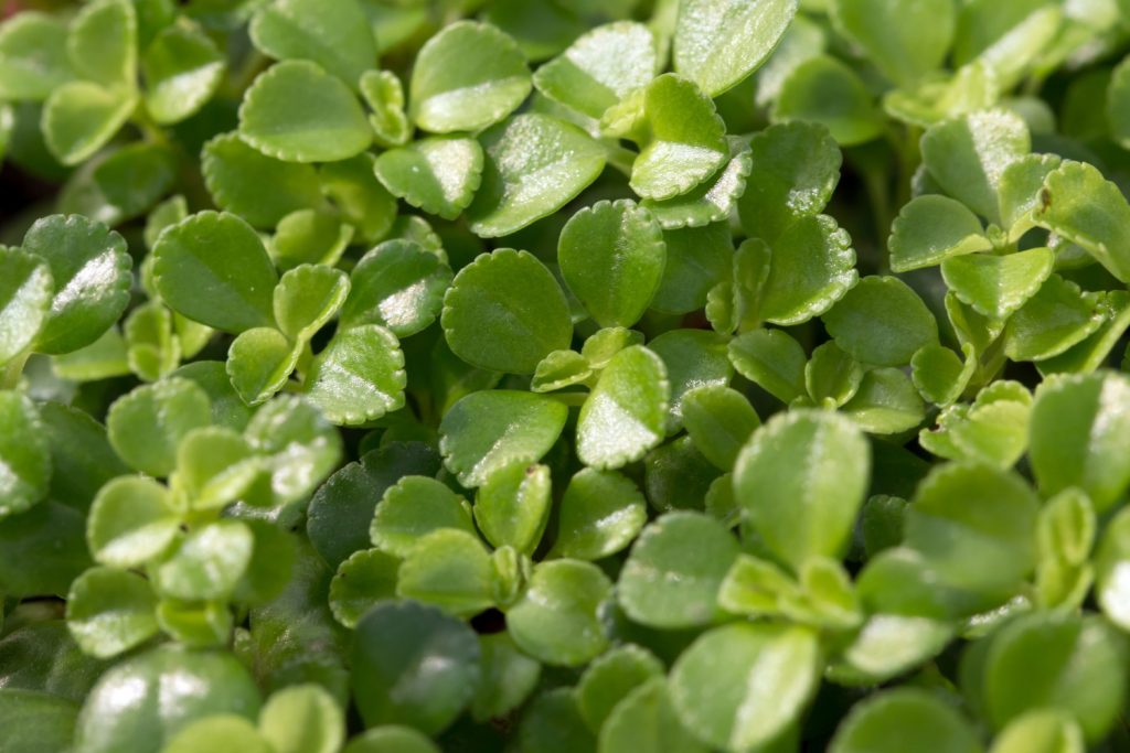 Pilea depressa