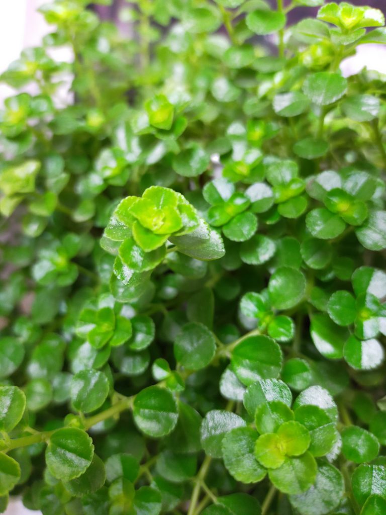 pilea depressa sao paulo