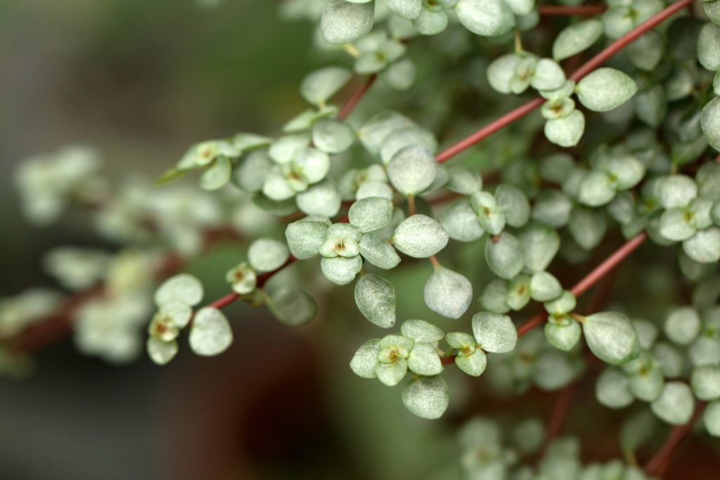 Pilea glauca