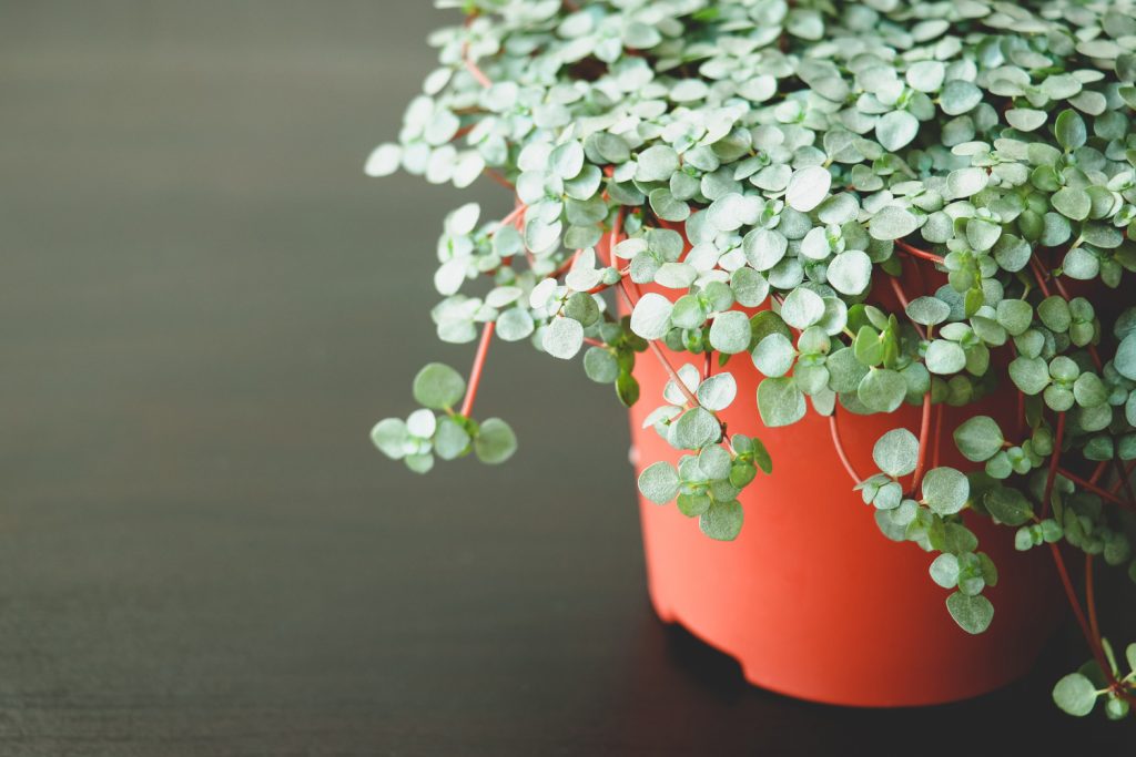 Pilea Glauca vermehren
