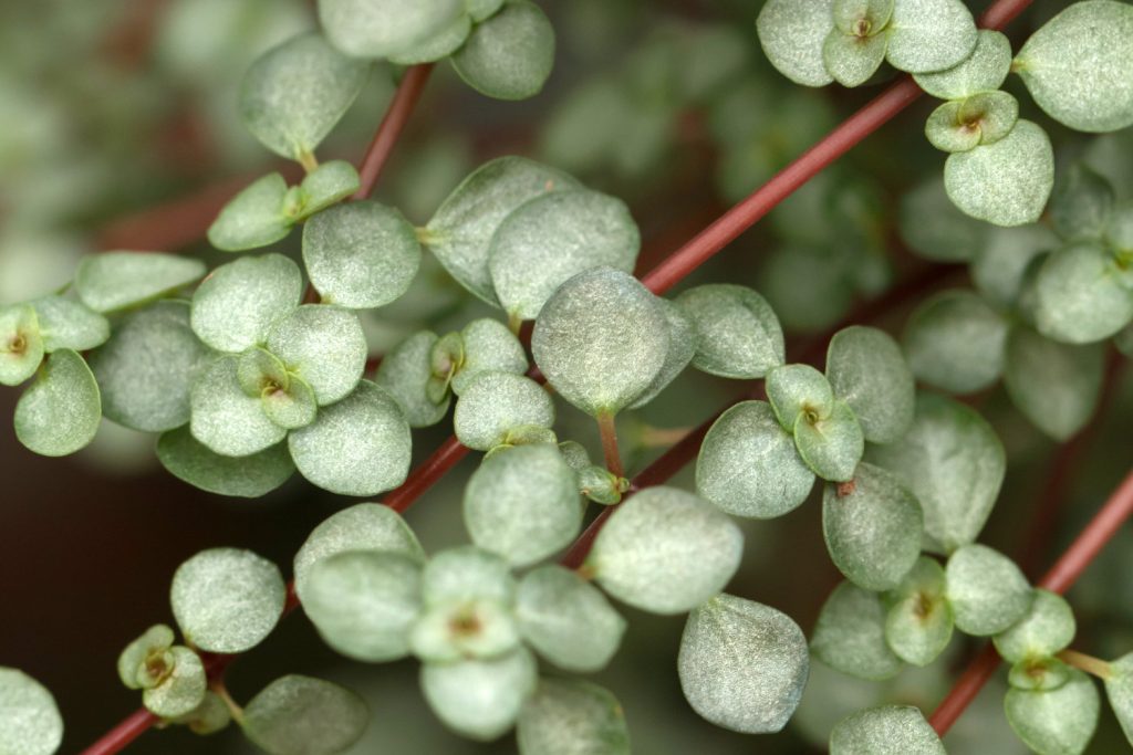 pilea-Arten glauca