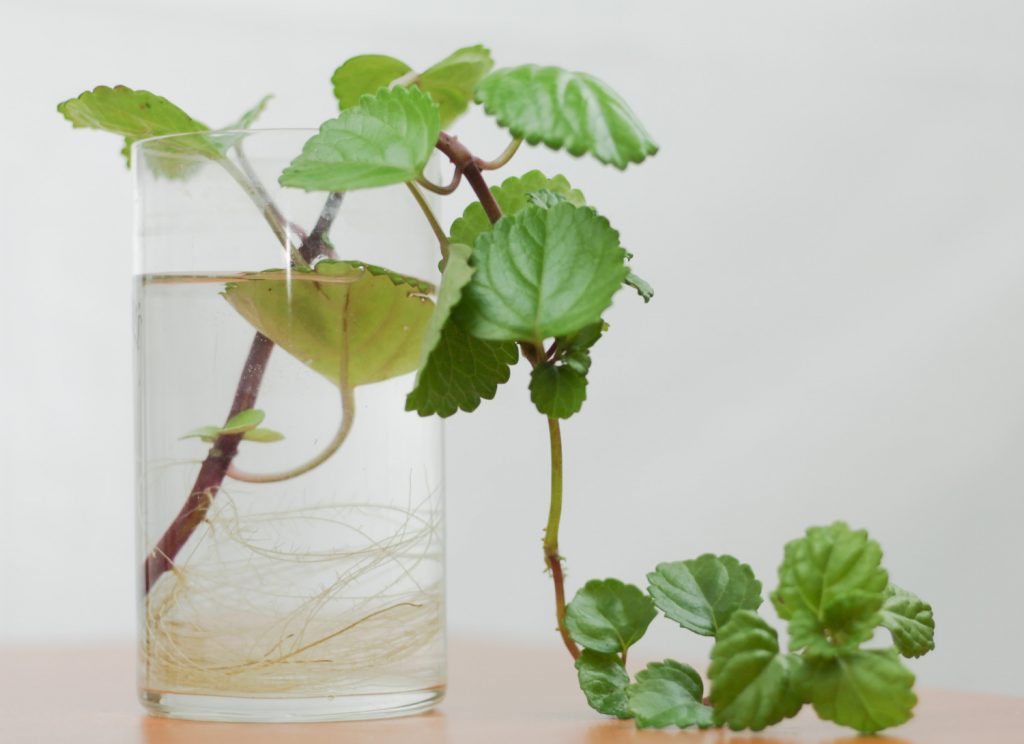 Plectranthus-Stecklinge auf dem Wasser