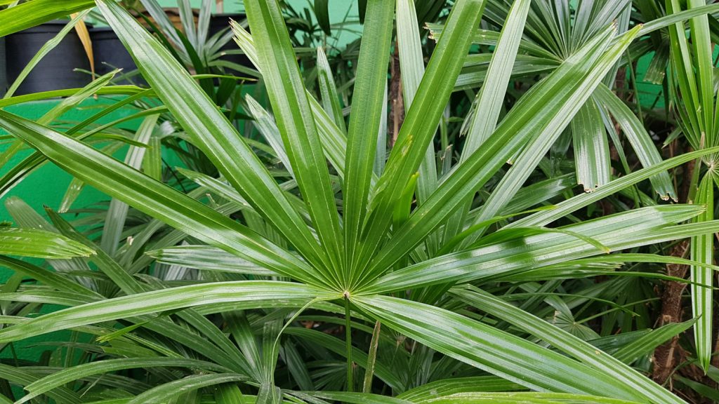 rhapis