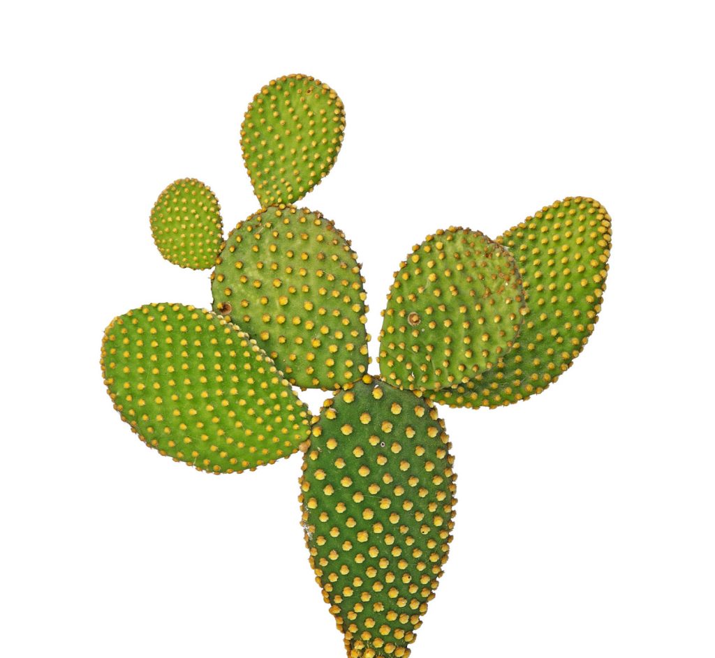 schijfcactus stekken