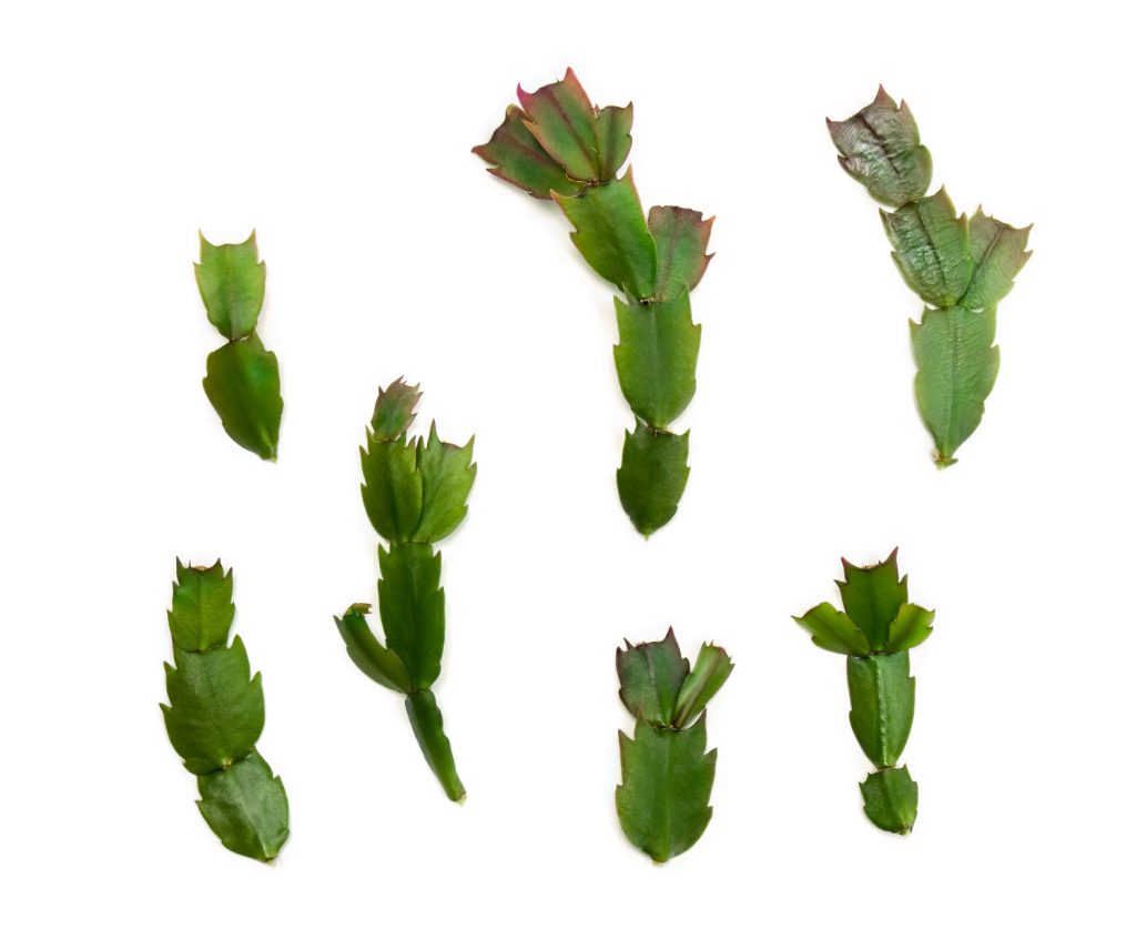 schlumbergera stekken