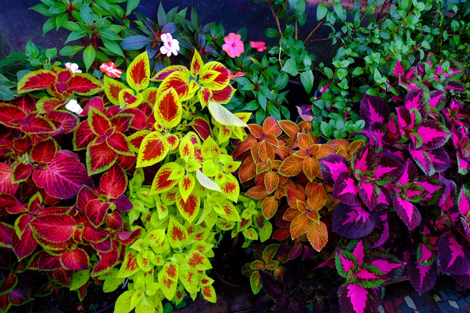 siernetel coleus