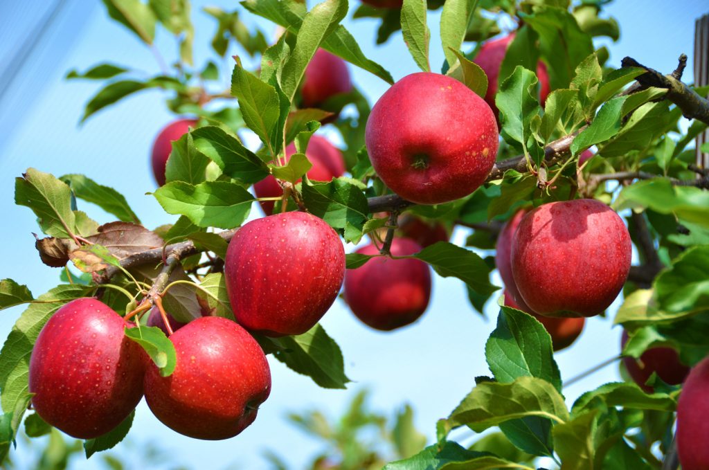snoeien appelboom