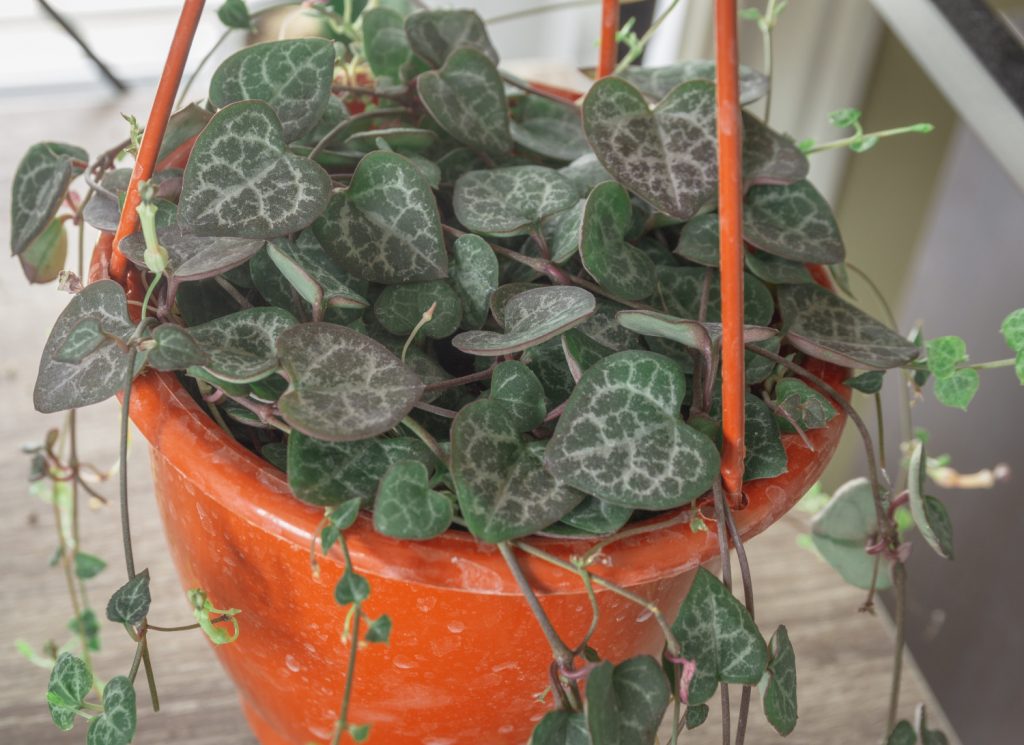 String of hearts als bijnaam van deze plant