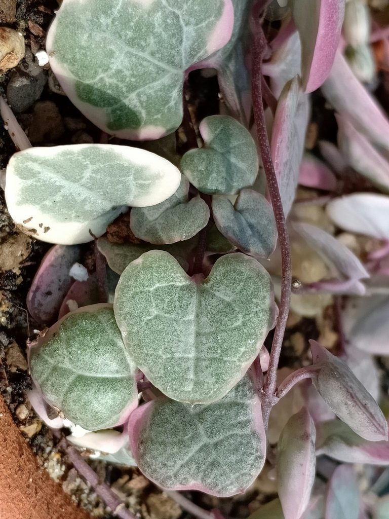 die string of hearts variegata Nahaufnahme