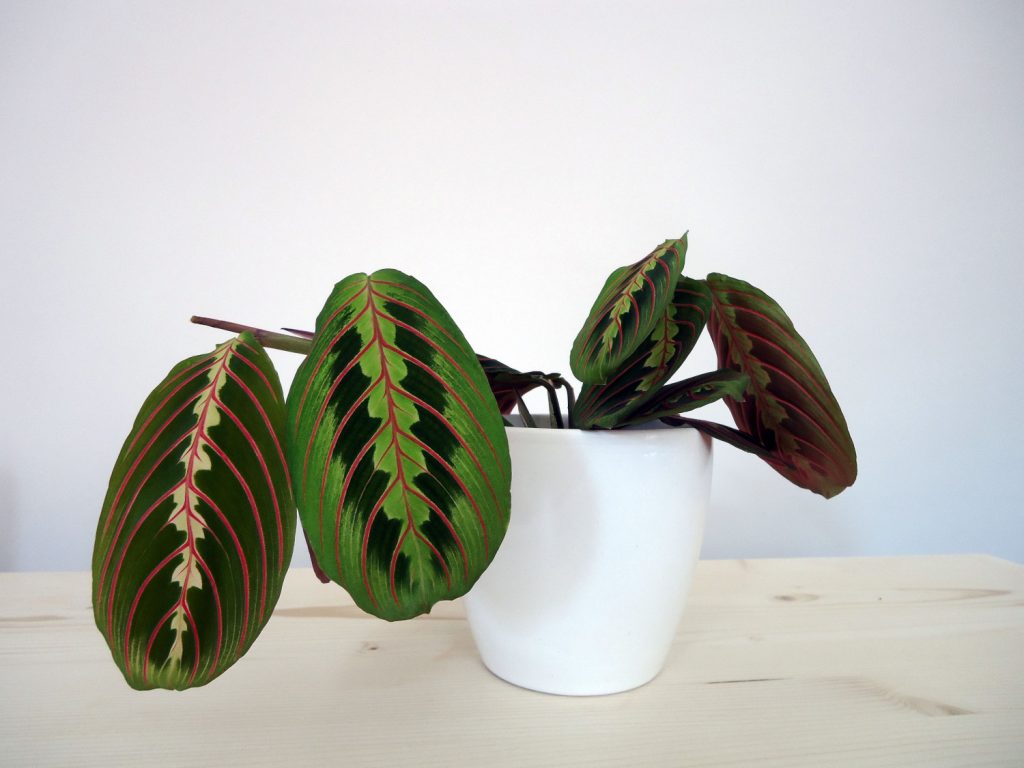 tien geboden plant