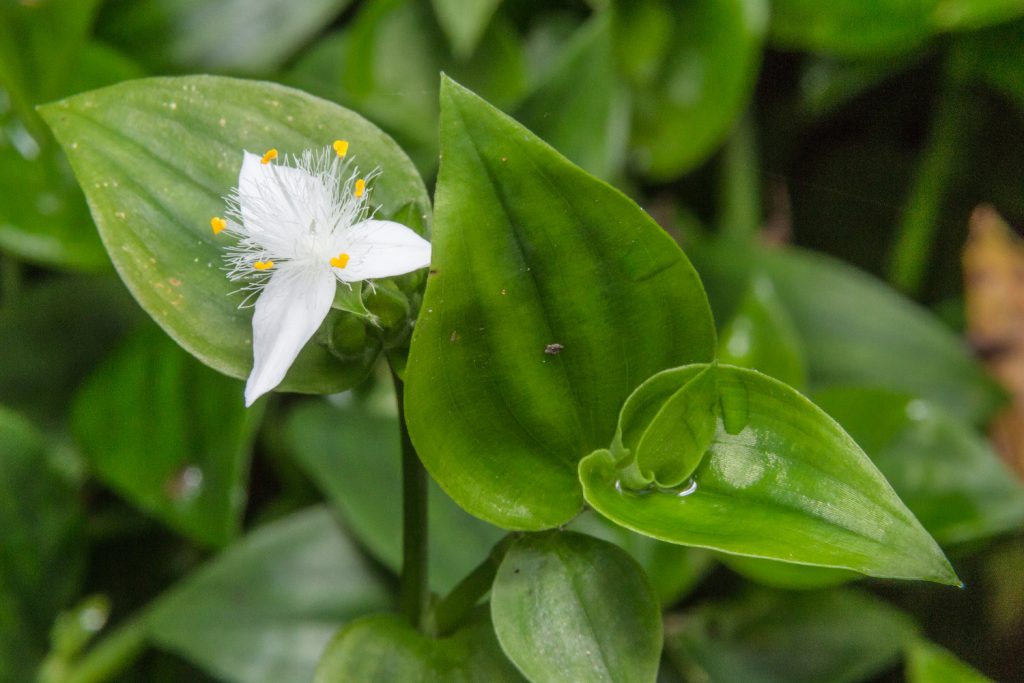 grüne Tradescantia
