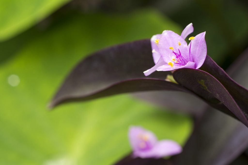 Setcreasea Purpurea Blumen