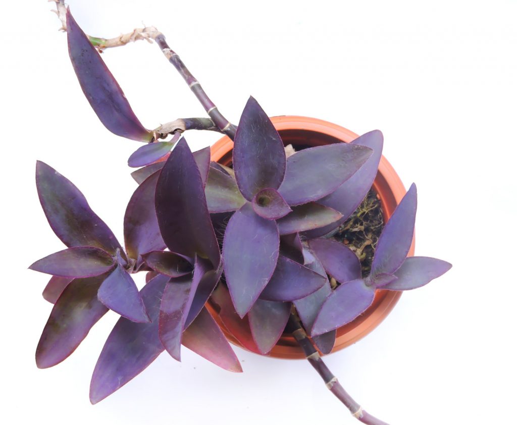 Tradescantia Pallida Purpurea