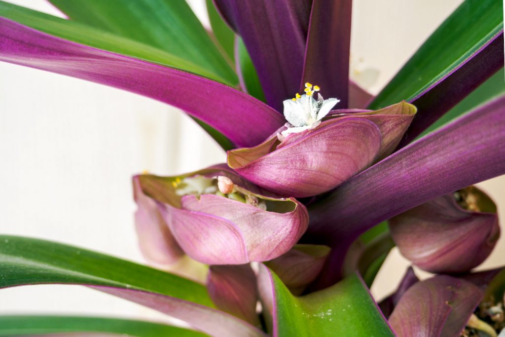 Tradescantia purple flame in bloei