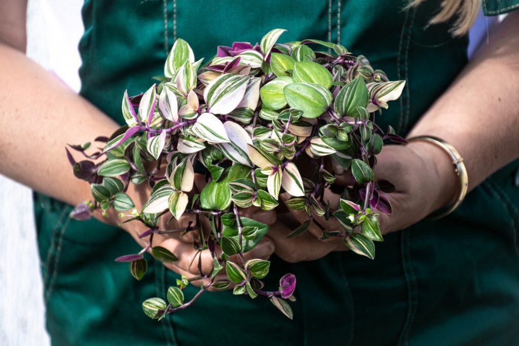 tradescantia quadricolor