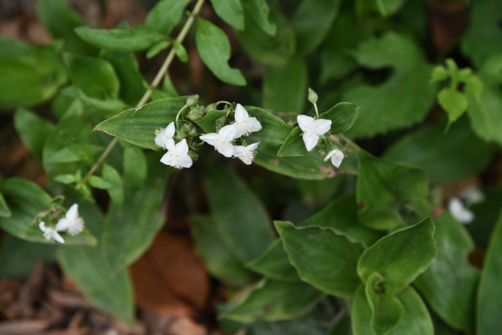 variaties tradescantia plant