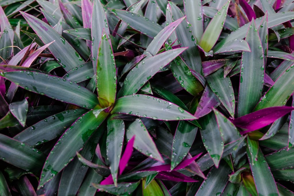 tradescantia soorten, de Spathacea
