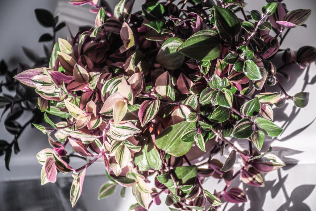 Tradescantia soorten tricolor