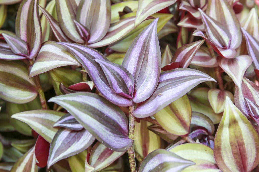Tradescantia soorten, de zebrina