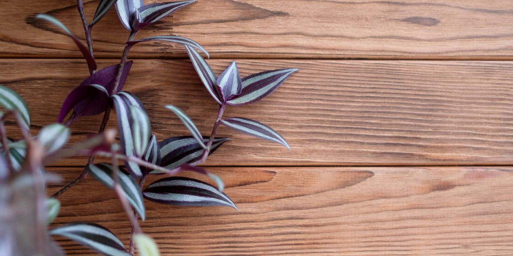 Tradescantia vermehren Schritt 1