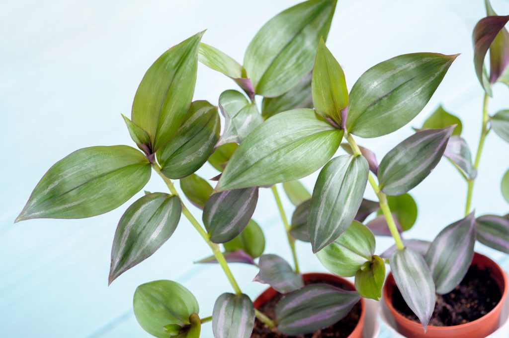 Tradescantia-Stecklinge Schritt 3