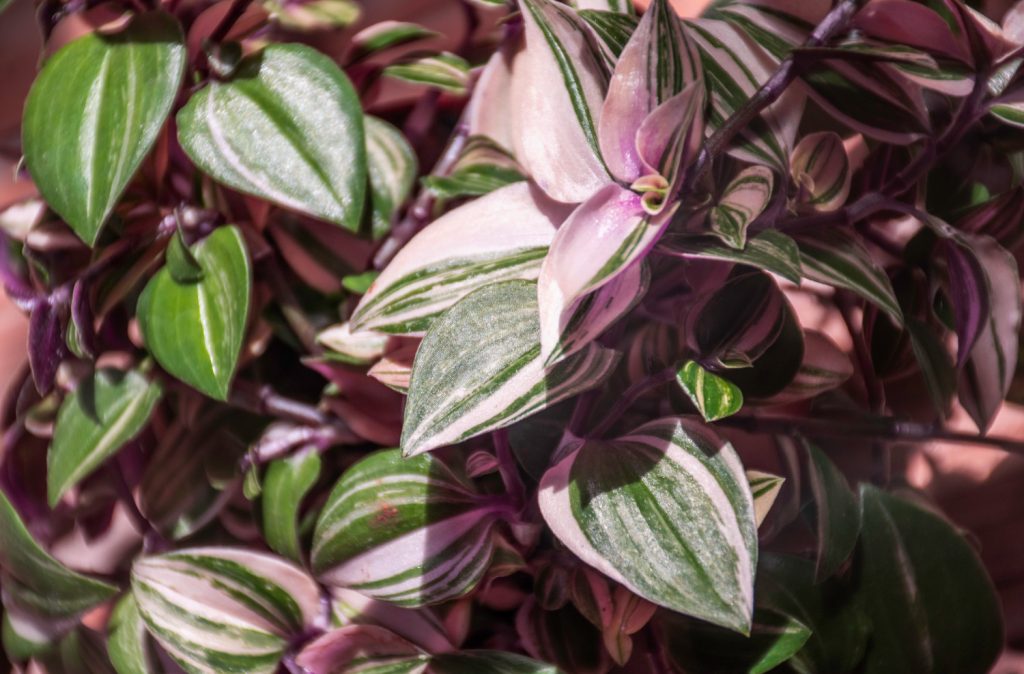 Tradescantia tricolor