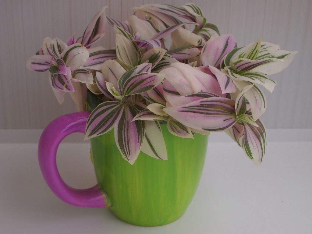 tradescantia tricolor plant