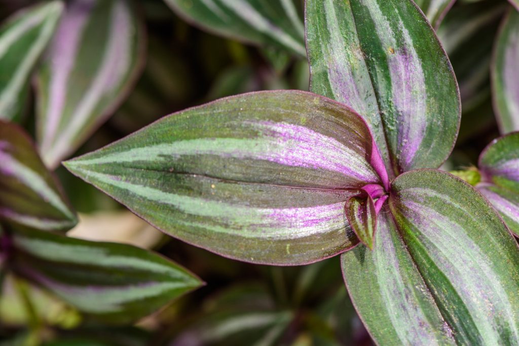 Nahaufnahme Blatt Tradescantia zebrina