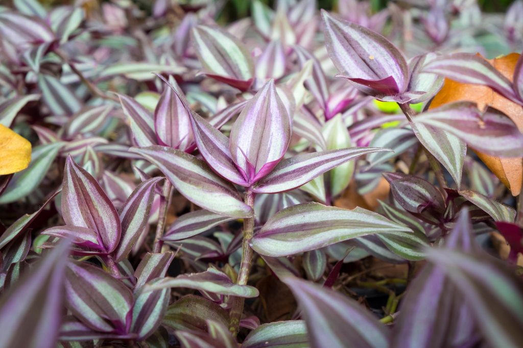 Pflege von Tradescantia zebrina