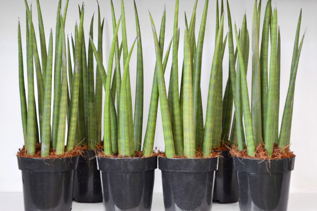 Verschiedene Arten von Sanseveria