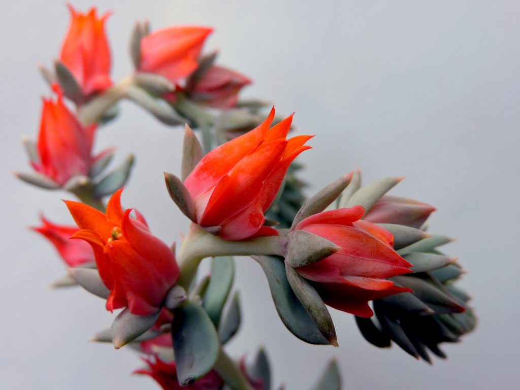 vetplanten met oranje bloemen