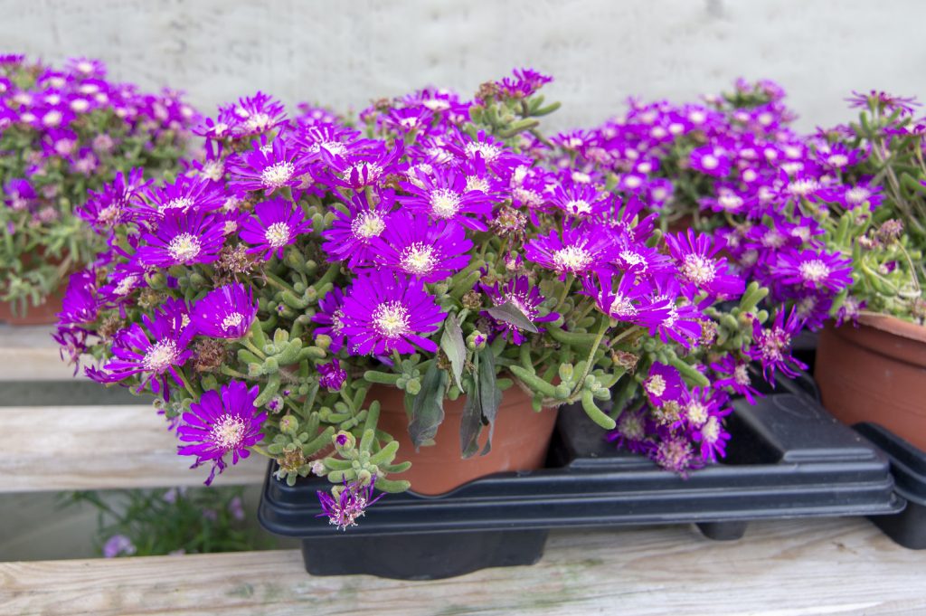 vetplanten met bloemen paars
