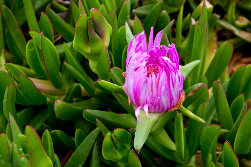 vetplant roze bloem