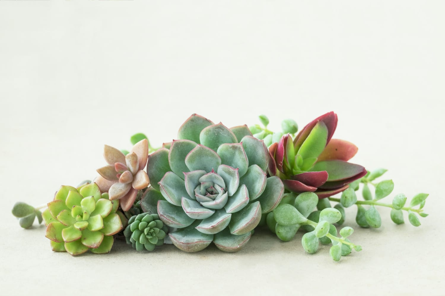 vetplanten met bloemen
