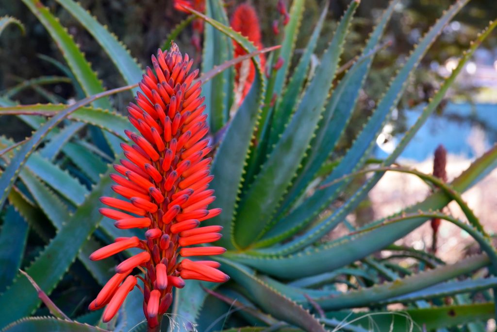 vetplanten met rode bloemen zoals de aloe vera