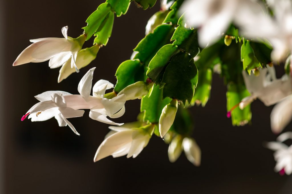 soorten vetplanten met bloemen wit