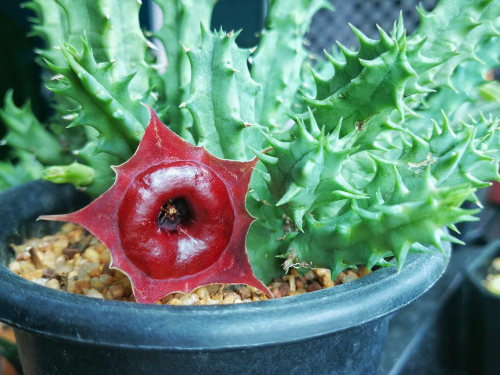 vetplanten met rode bloemen