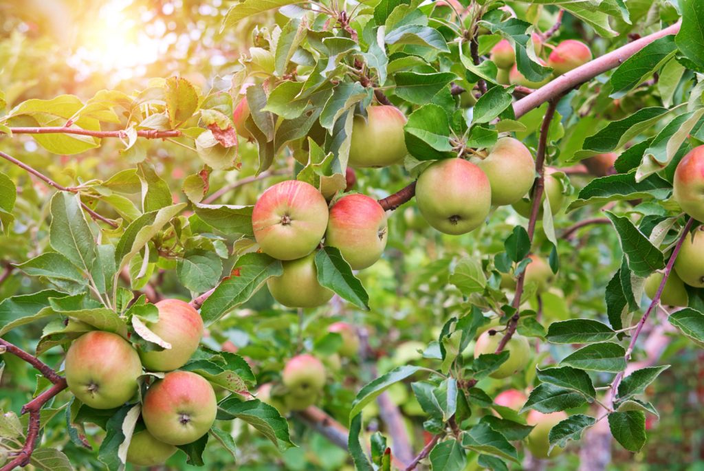 wanneer appelboom snoeien