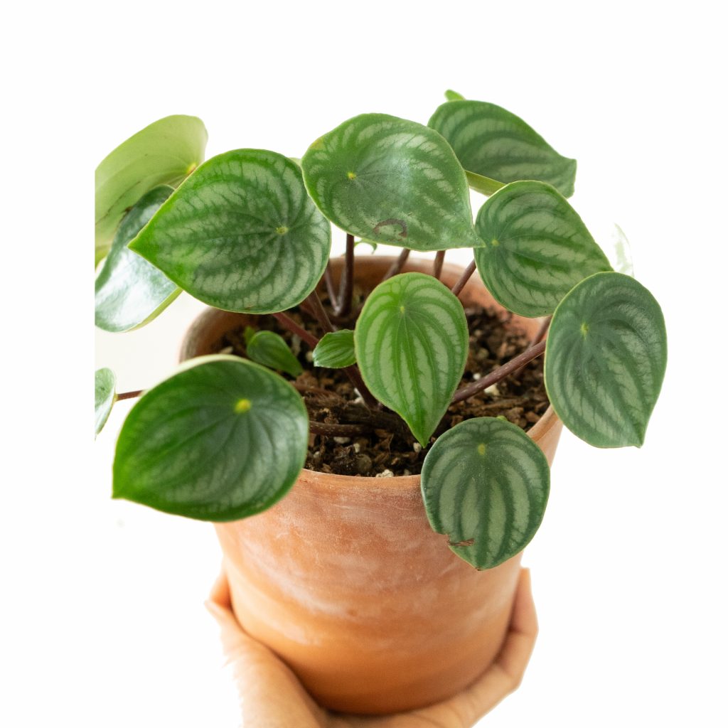 Peperomia Watermelon
