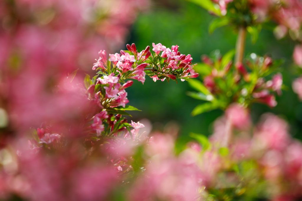 die Weigelien wegen der Blüten beschneiden